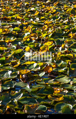 Ein weißer Lotus Blüte in der Mitte von einem dicken Patch von Lily Pads schwimmend auf einem ruhigen Teich. Stockfoto