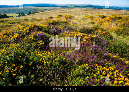 Dartmoor-Farben. Dartmoor in Devon ist ein Gebiet aus vulkanischem Granit. Es gibt herrliche Spaziergänge und Tierwelt. Tolle Aussicht und Vegetation. Stockfoto