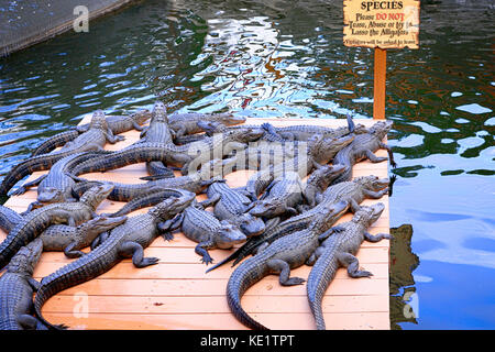 Florida Alligatoren im Pirates Cove Mini Golf Park in Sarasota FL Stockfoto