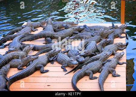 Florida Alligatoren im Pirates Cove Mini Golf Park in Sarasota FL Stockfoto