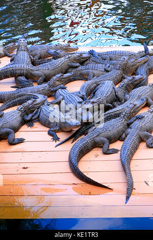 Florida Alligatoren im Pirates Cove Mini Golf Park in Sarasota FL Stockfoto