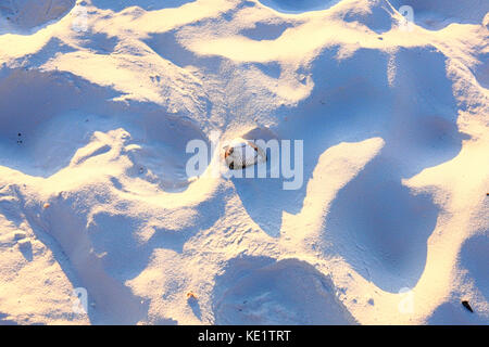 Seashell am Siesta Key Strand in Sarasota FL Stockfoto