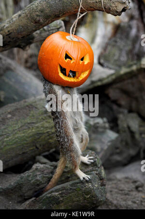 Ein Erdmännchen im Port Lympne Reserve in der Nähe von Ashford, Kent, genießt eine gewisse Bereicherung mit halloween-Kürbissen voller Leckereien. Stockfoto