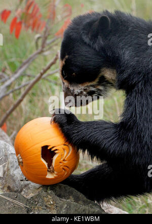 Ein Brillenbär im Port Lympne Reserve in der Nähe von Ashford, Kent, genießt eine gewisse Bereicherung mit halloween-Kürbissen voller Leckereien. Stockfoto