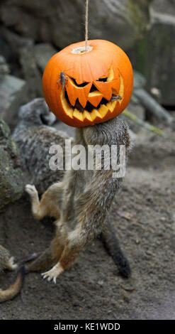 Ein Erdmännchen in Port Lympne finden in der Nähe von Ashford, Kent, genießt die Anreicherung mit Halloween Kürbisse mit Leckereien gefüllt. Stockfoto