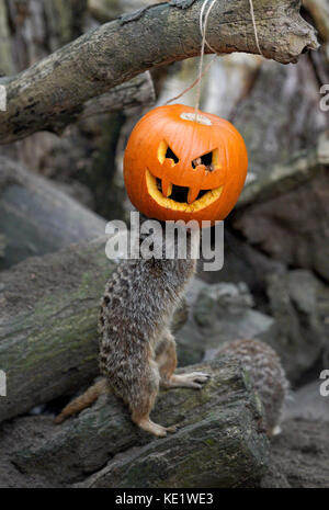 Ein Erdmännchen in Port Lympne finden in der Nähe von Ashford, Kent, genießt die Anreicherung mit Halloween Kürbisse mit Leckereien gefüllt. Stockfoto