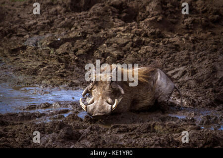 Specie gemeinsame Warzenschwein in Krüger Nationalpark, Südafrika; phacochoerus africanus Familie der Suidae Stockfoto