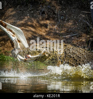 Nil Krokodil in den Krüger National Park, Südafrika; specie crocodylidae Crocodylus niloticus Familie Stockfoto