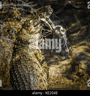Nil Krokodil in den Krüger National Park, Südafrika; specie crocodylidae Crocodylus niloticus Familie Stockfoto