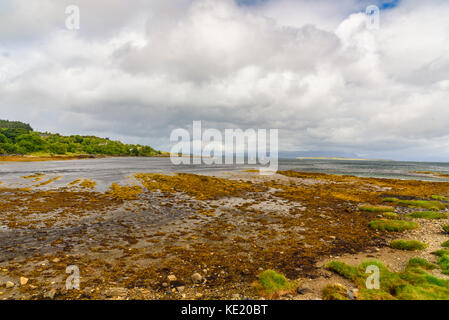 Gelbe Meer Unkraut auf der Isle of Skye, Schottland in einer regnerischen Tag. Stockfoto