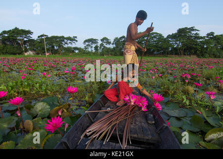 Ländliche Mädchen sammeln Bündel von Seerosen aus Shatla Beel am Ujirpur in Barisal. Bangladesch Stockfoto