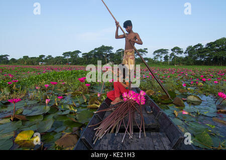 Ländliche Mädchen sammeln Bündel von Seerosen aus Shatla Beel am Ujirpur in Barisal. Bangladesch Stockfoto