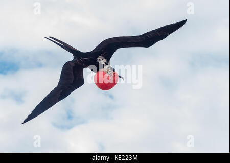 Prachtvolle Fregatte Vogel im Flug, Galapagos Inseln. Die überhöhten rote Kehle Tasche verwendet wird, die weibliche Anzuziehen Stockfoto