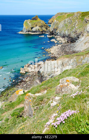 Frühling auf den Lizard Halbinsel in Cornwall, England, Großbritannien, Großbritannien. Stockfoto