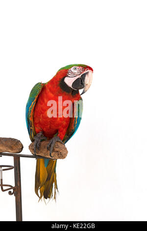 Ein Haustier green winged Macaw Stockfoto