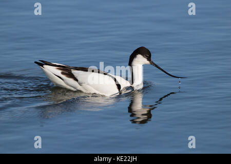 Pied Säbelschnäbler (Recurvirostra Avosetta) Ernährung in Wasser mit einem Tropfen Wasser aus Schnabel. Marshside, Southport, England, Großbritannien Stockfoto