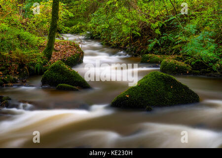 Luxulyan Woods, luxulyan Tal, St Austell, Cornwall, Großbritannien. Laub und geschwollene Flüsse im Herbst regnet in Cornwall. Stockfoto