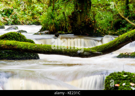 Luxulyan Woods, luxulyan Tal, St Austell, Cornwall, Großbritannien. Laub und geschwollene Flüsse im Herbst regnet in Cornwall. Stockfoto