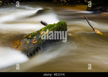 Luxulyan Woods, luxulyan Tal, St Austell, Cornwall, Großbritannien. Laub und geschwollene Flüsse im Herbst regnet in Cornwall. Stockfoto