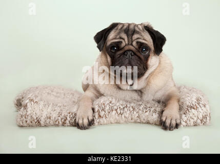 Schöne Mops Welpen Hund liegend auf Fuzzy Decke, auf pastellfarbenen Hintergrund Stockfoto