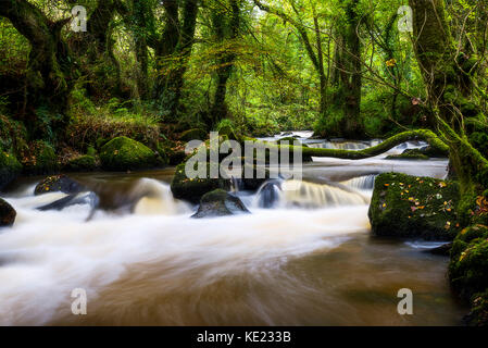 Luxulyan Woods, luxulyan Tal, St Austell, Cornwall, Großbritannien. Laub und geschwollene Flüsse im Herbst regnet in Cornwall. Stockfoto