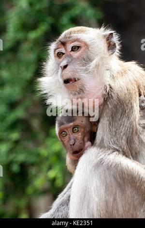 Krabbe - Essen Makaken (Macaca fascicularis). Mutter und Baby. Batu Höhlen. Malaysia. Stockfoto