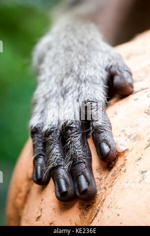 Krabbe - Essen Makaken (Macaca fascicularis). close up Hand detail. Batu Höhlen. Malaysia. Stockfoto