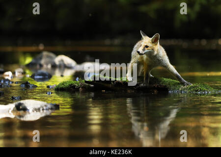 Junge Füchsin von Red fox Aufenthalt in Fluss auf Stein - Vulpes vulpes Stockfoto