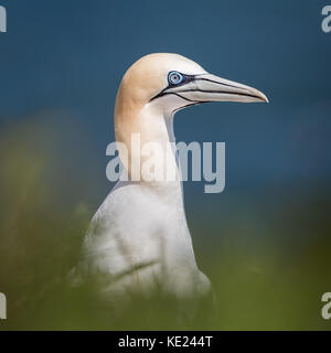 Portrait von Gannett (Morus bassanus) om Cliff Side an Bempton Cliffs, England, Großbritannien Stockfoto