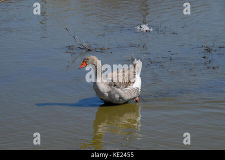 Die Graugans ist im Inland. hausgemachte Grey Goose. hausgemachte Gänse in einem künstlichen Teich. Stockfoto