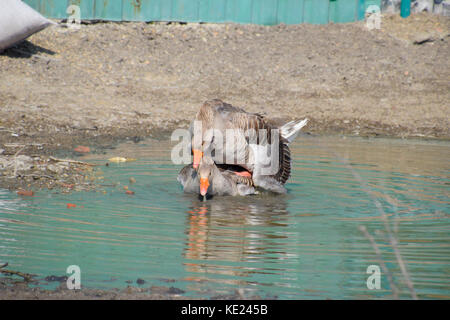 Die Graugans ist im Inland. hausgemachte Grey Goose. hausgemachte Gänse in einem künstlichen Teich. Stockfoto