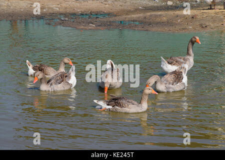 Die Graugans ist im Inland. hausgemachte Grey Goose. hausgemachte Gänse in einem künstlichen Teich. Stockfoto