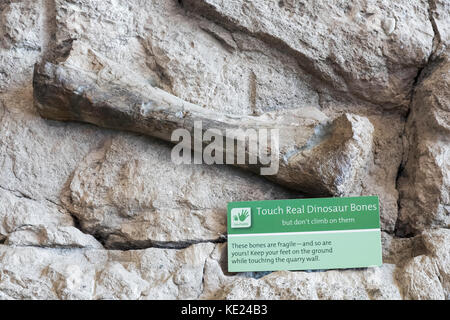 Dinosaur Bone in der Ausstellung, Dinosaur Quarry Exhibit, Dinosaur National Monument, Utah, USA Stockfoto