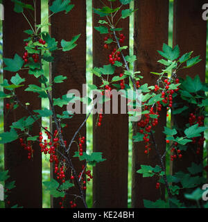 Bush der roten Johannisbeere in der Nähe der braunen Holzzaun. roten Beeren und grünen Blättern. Stockfoto