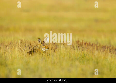 Coyote canis Yogiebeer chaco Culture National Historic Park, Nageezi, New York, United States 19 September 2017 Erwachsener canidae Stockfoto