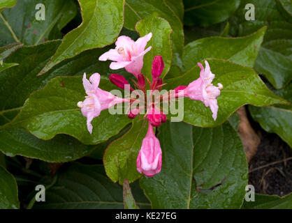 Weigela sommergrüne Strauch im Herbst Stockfoto