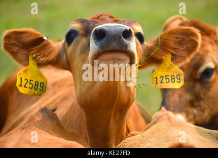 Kuh closeup mit Kennzeichnungen in den Ohren. Stockfoto