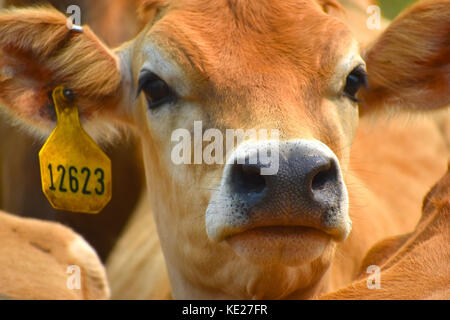 Kuh closeup mit Kennzeichnungen in den Ohren. Stockfoto