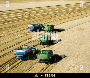 Luftaufnahme von drei John Deere Mähdrescher ernten 95 - 100 bu. Weizen in Texas Panhandle Stockfoto