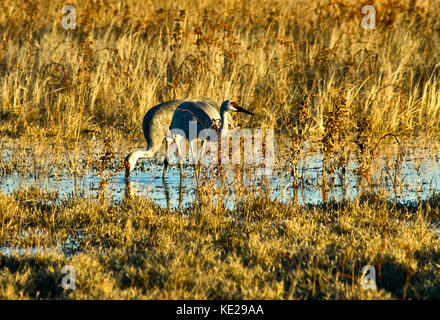 Kanadakraniche Fütterung in Bosque Del Apache National Wildlife Refuge Stockfoto