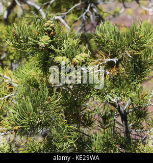 Grüne pinon-Nüsse Kegel auf Pinon Pine Tree, Südrand des Grand Canyon Stockfoto