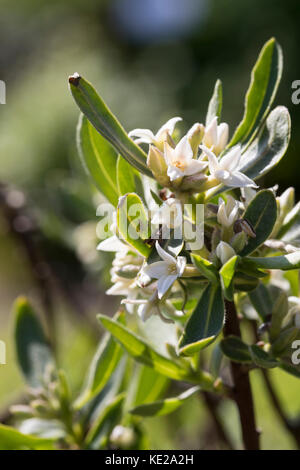 Kaukasischer Seidelbast, Daphne caucasica, Kaukasische Daphne Stockfoto