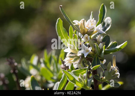 Kaukasischer Seidelbast, Daphne caucasica, Kaukasische Daphne Stockfoto