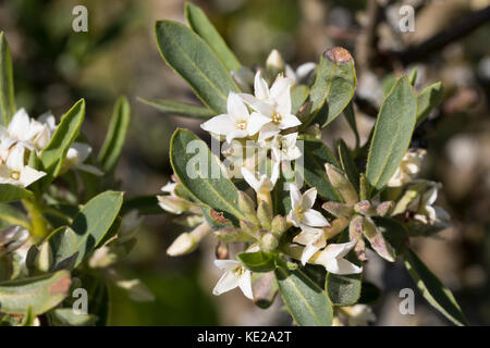 Kaukasischer Seidelbast, Daphne caucasica, Kaukasische Daphne Stockfoto