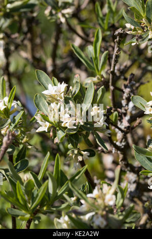 Kaukasischer Seidelbast, Daphne caucasica, Kaukasische Daphne Stockfoto