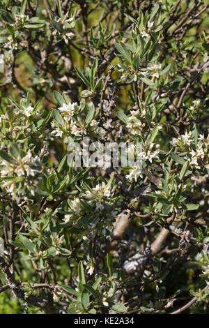 Kaukasischer Seidelbast, Daphne caucasica, Kaukasische Daphne Stockfoto