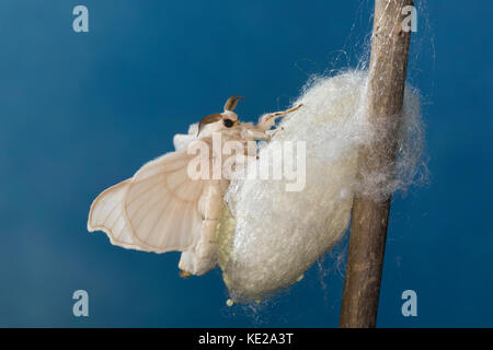 Seidenspinner, Maulbeerspinner, Weibchen bei der Eiablage am Puppenkokon, Ei, Eier, Seiden-Spinner, Maulbeer-Spinner, Seidenraupe, Seidenraupen, Bomby Stockfoto