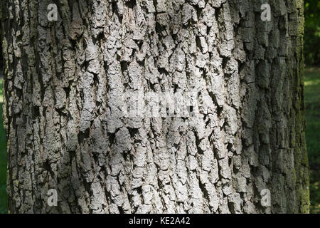 Stiel-Eiche, Rinde, Borke, Stamm, Baumstamm, Eichen, Stieleiche, Eiche, Quercus robur, Quercus pedunculata, Englische Eiche, Stieleiche, Stieleiche, Rinde, Rinde, Stockfoto