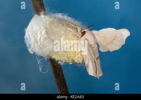 Seidenspinner, Maulbeerspinner, Weibchen bei der Eiablage am Puppenkokon, Ei, Eier, Seiden-Spinner, Maulbeer-Spinner, Seidenraupe, Seidenraupen, Bomby Stockfoto