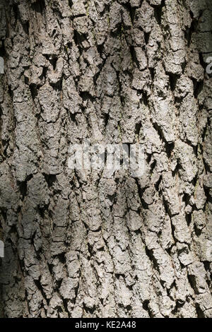 Stiel-Eiche, Rinde, Borke, Stamm, Baumstamm, Eichen, Stieleiche, Eiche, Quercus robur, Quercus pedunculata, Englische Eiche, Stieleiche, Stieleiche, Rinde, Rinde, Stockfoto